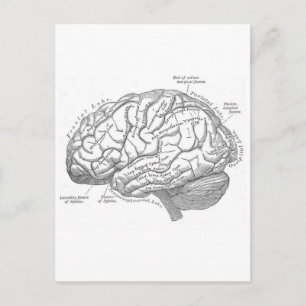 Vintage Brain Anatomy Vykort