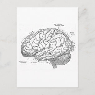Vintage Brain Anatomy Vykort