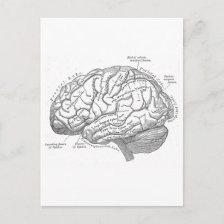 Vintage Brain Anatomy Vykort