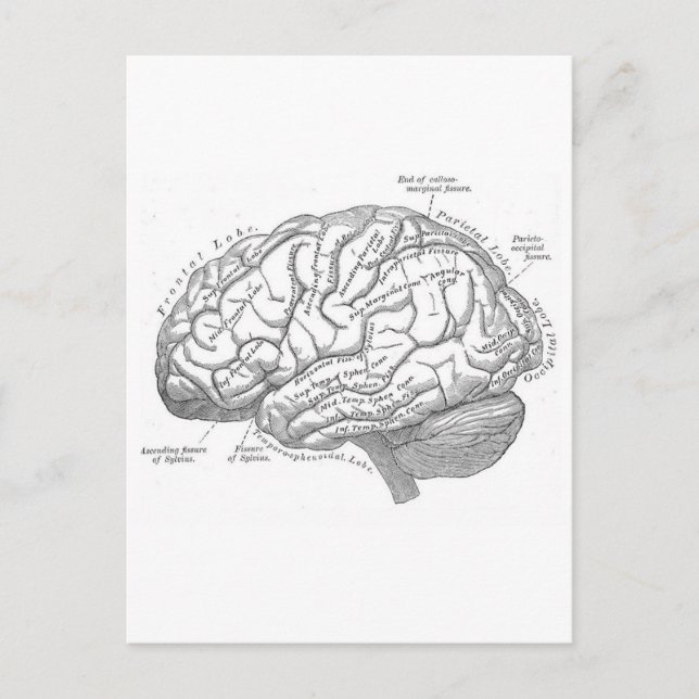 Vintage Brain Anatomy Vykort (Framsida)