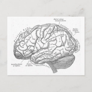 Vintage Brain Anatomy Vykort