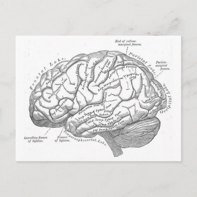 Vintage Brain Anatomy Vykort (Framsida)