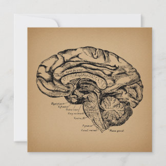 Vintage Brain Diagram Antique Medical Anatomy Art Julkort