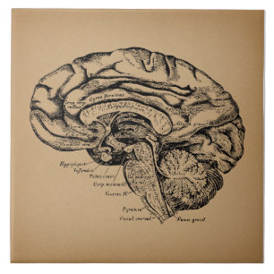 Vintage Brain Diagram Antique Medical Anatomy Art Kakelplatta