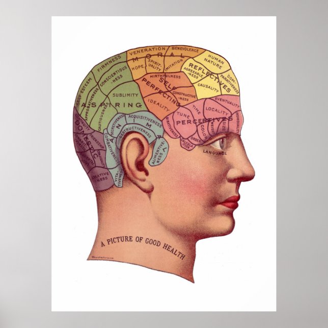 Vintage Brain Function Illustration Poster (Framsidan)
