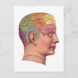 Vintage Brain Function Illustration Vykort