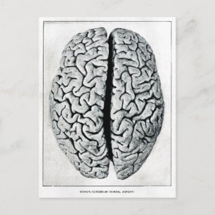 Vintage Brain-vykort Vykort