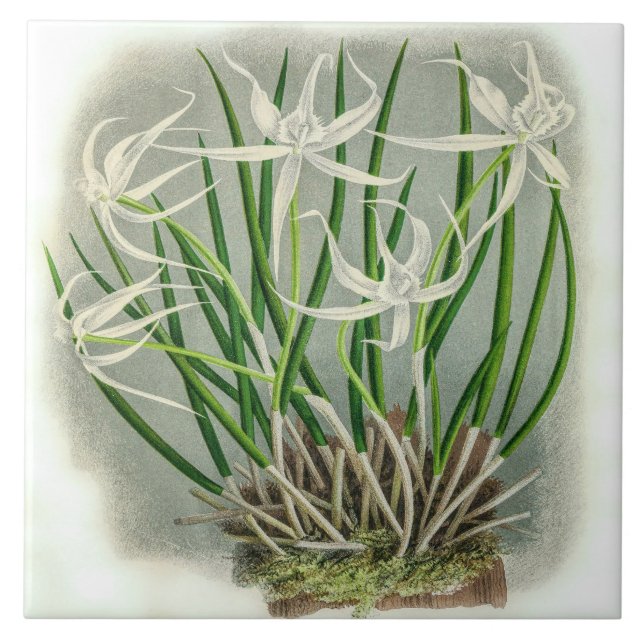 Vintage Brassavola Cuculatta Orchid Flower Kakelplatta (Framsidan)