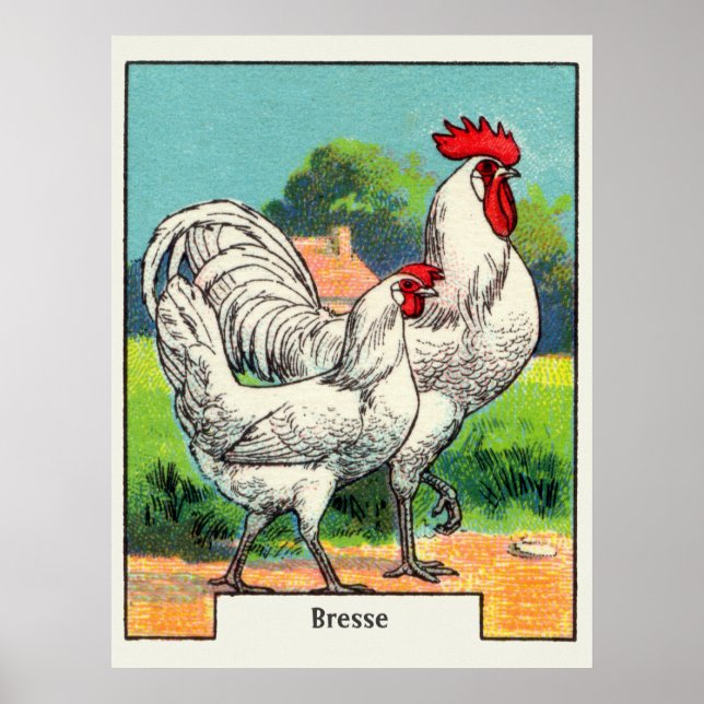 Vintage Bresse Chicken Poster (Framsidan)