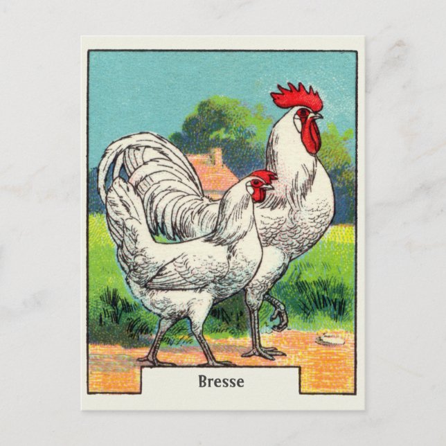 Vintage Bresse Chicken Vykort (Framsida)