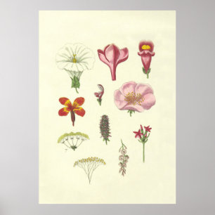 Vintage British Blommigt Poster