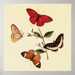 Vintage British Butterflies Poster