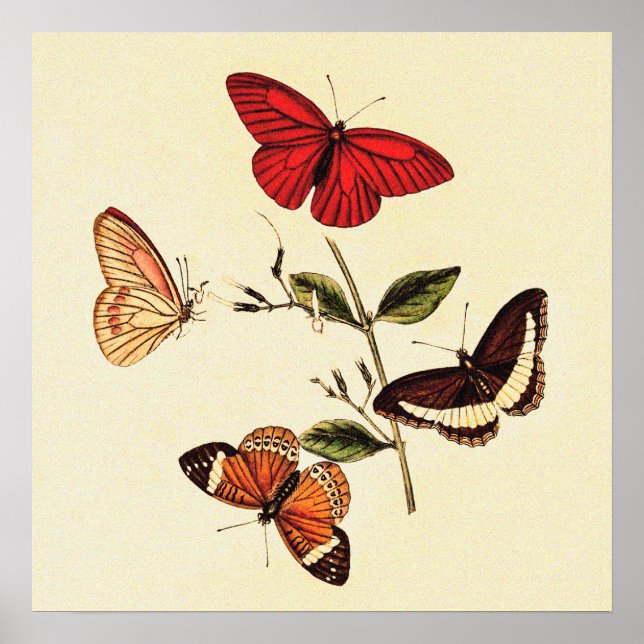 Vintage British Butterflies Poster (Framsidan)