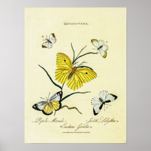 Vintage brittiska fjärilar Blommig illustration Poster