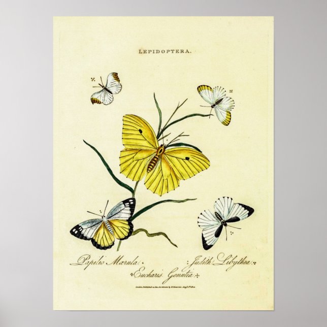 Vintage brittiska fjärilar Blommig illustration Poster (Framsidan)