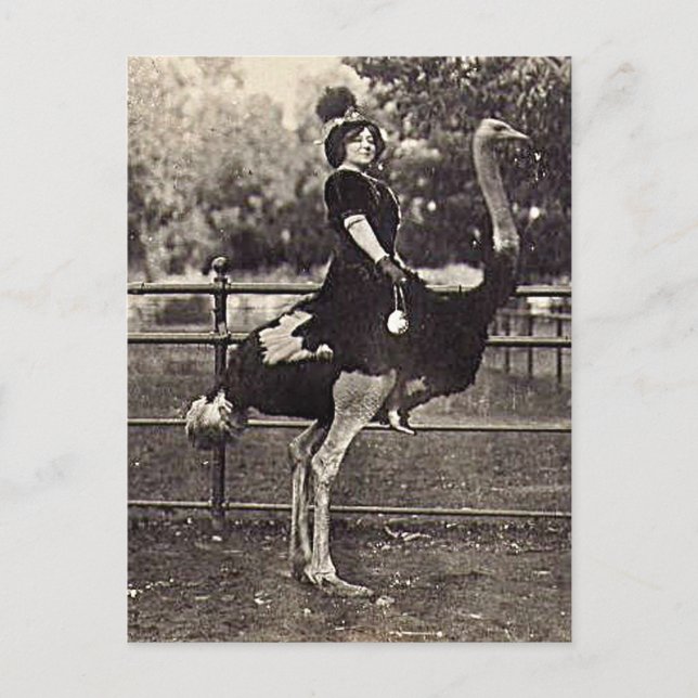 Vintage Broadway Actress Riding an Ostrich Vykort (Framsida)