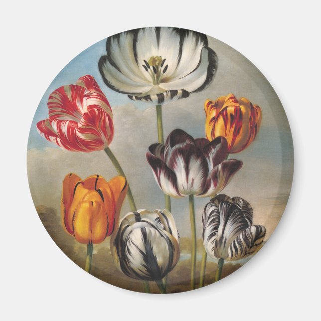 Vintage brokiga tulpanblommor i ett landskap magnet (Framsidan)