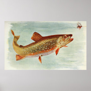 Vintage Brook Trout Illustration (1914) Poster