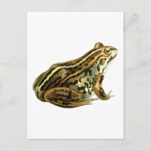 Vintage Brown Frog Illustration Vykort