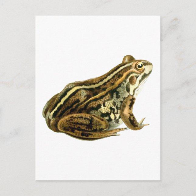 Vintage Brown Frog Illustration Vykort (Framsida)