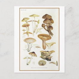Vintage Brown Mushroom Illustration Vykort