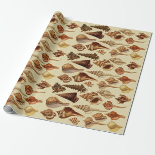 Vintage Brown Seashells Snigel Kustnära havet Presentpapper