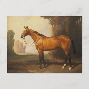 Vintage Brown Thoroughborn Horse Vykort