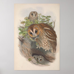 Vintage Brown Uggla Bird Poster