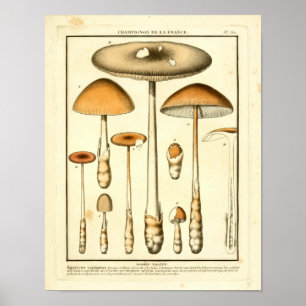 Vintage Brun svamp Fransk Art Skriv ut Poster