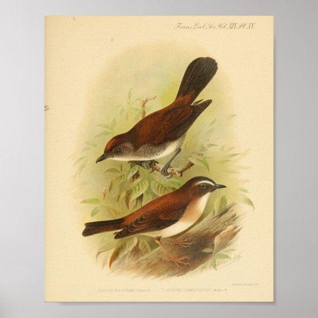 Vintage Brun vit utskrift Poster (Framsidan)