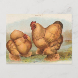 Vintage "Buff Cochin Kycklingar" vykort