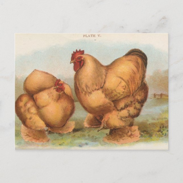 Vintage "Buff Cochin Kycklingar" vykort (Framsida)