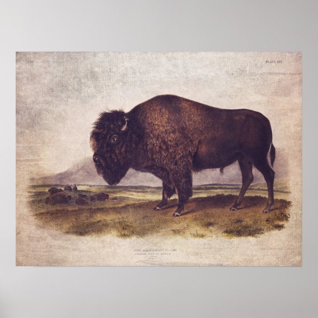 Vintage Buffalo Poster eller avböjer Papper (Framsidan)