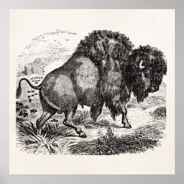 Vintage Buffalo Retro Bison Animal Illustration Poster (Framsidan)