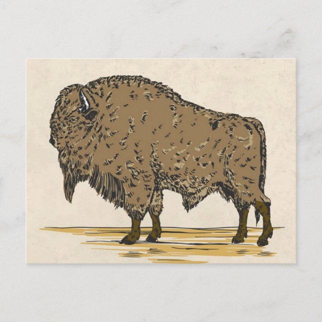 Vintage Buffalo Vykort (Framsida)