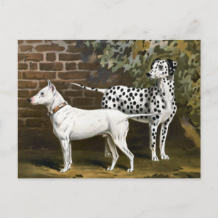 Vintage Bull Terrier och Dalmatien hund art Vykort