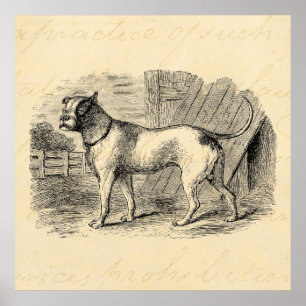 Vintage Bulldog 1800 s Bull Dog Illustration - Hun Poster