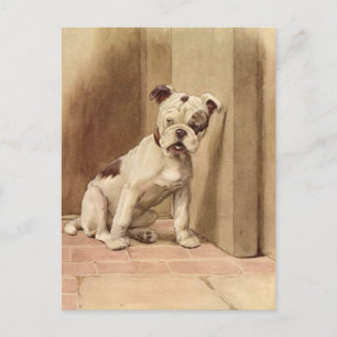 Vintage Bulldog Puppy Illustration Vykort