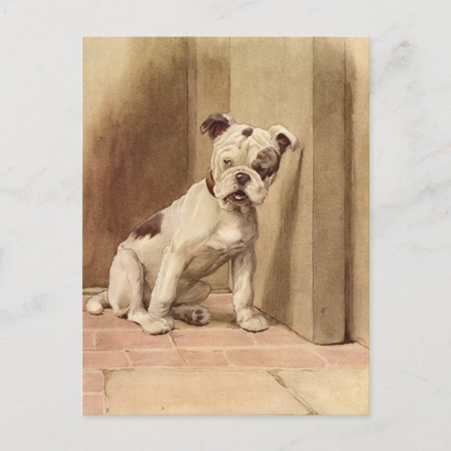 Vintage Bulldog Puppy Illustration Vykort (Framsida)