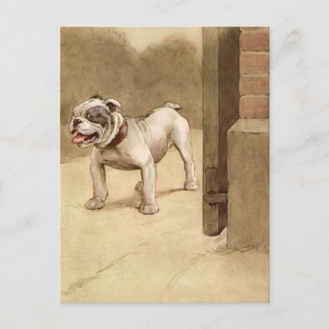 Vintage Bulldog Puppy Illustration Vykort (Framsida)