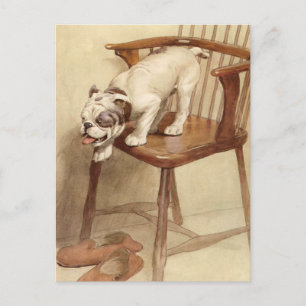 Vintage Bulldog Puppy Illustration Vykort