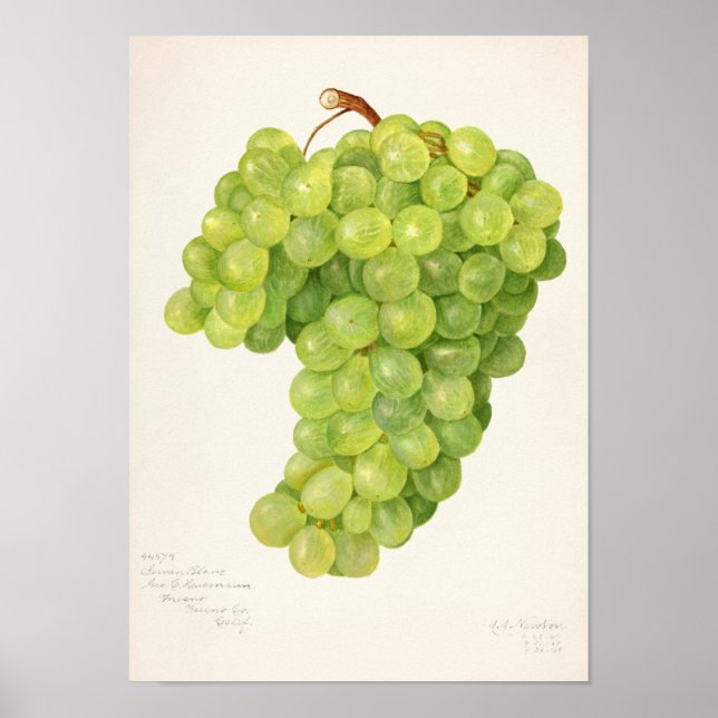 Vintage Bunch of Grönt Grapes Fruit Painting Poster (Framsidan)
