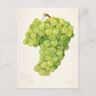 Vintage Bunch of Grönt Grapes Fruit Painting Vykort