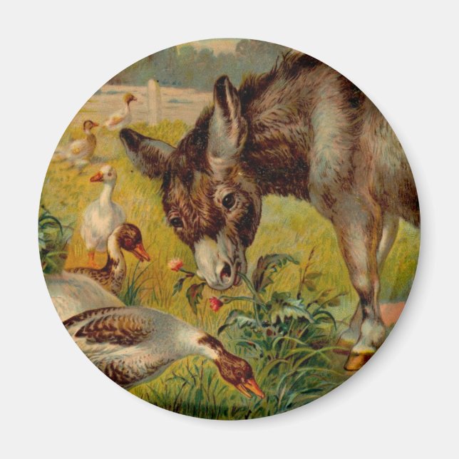Vintage Burro med gäss Magnet (Framsidan)