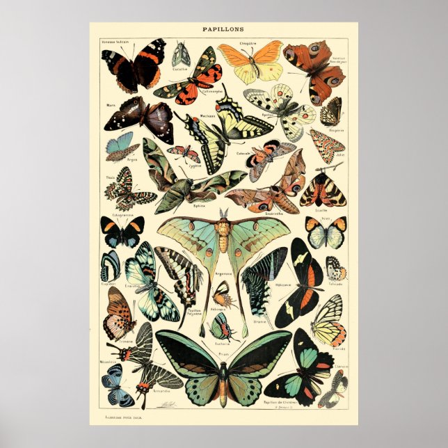 Vintage Butterflies av Adolphe Millot Poster (Framsidan)