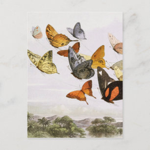 Vintage Butterflies & Fairy Old Illustration Art Vykort