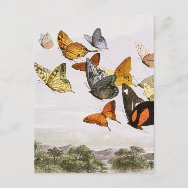 Vintage Butterflies & Fairy Old Illustration Art Vykort (Framsida)