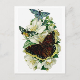 Vintage Butterflies & Flowers Vykort