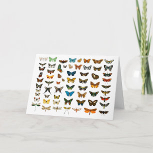 Vintage Butterflies Illustration Art Kort