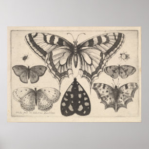 Vintage Butterflies Moth Lepidoptera Print (59) Poster